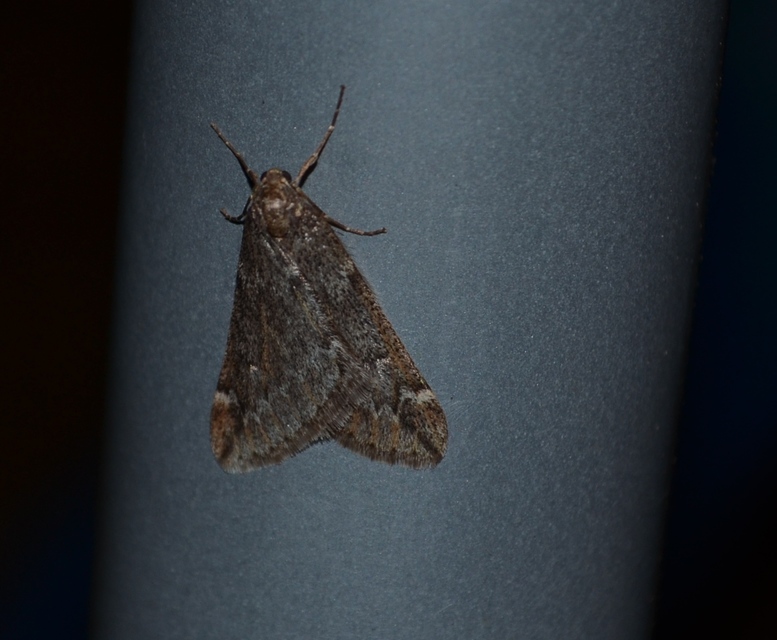 Alsophila aescularia - vadgesztenye-araszoló