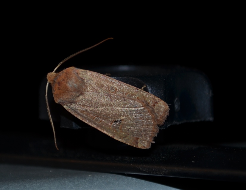 Conistra erythrocephala - vörösfejű őszibagoly