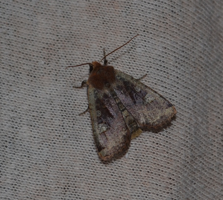 Conistra erythrocephala - vörösfejű őszibagoly