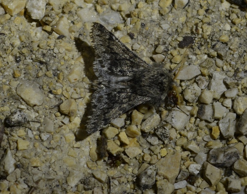 Apocheima hispidaria - borzas tavasziaraszoló