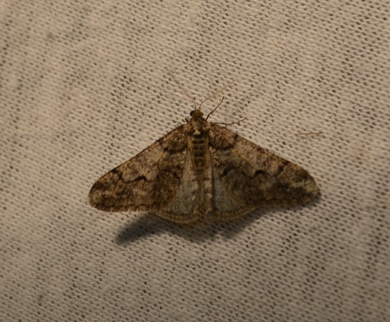 Agriopis leucophaearia - tölgy-tavasziaraszoló