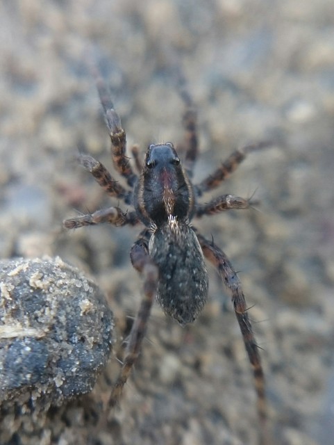 Pardosa sphagnicola