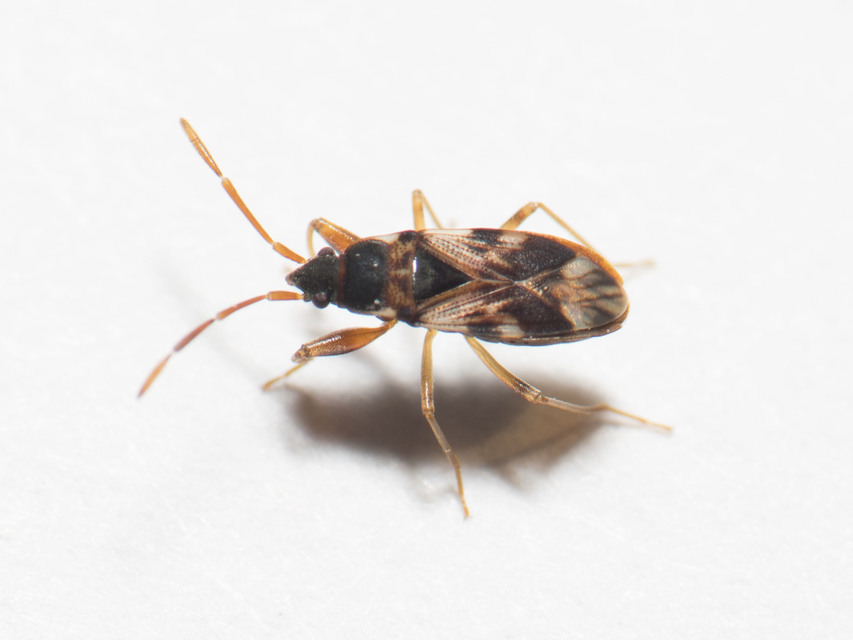 Scolopostethus pictus