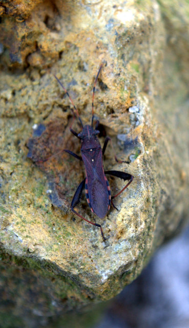 Camptopus lateralis - görbelábú karimáspoloska