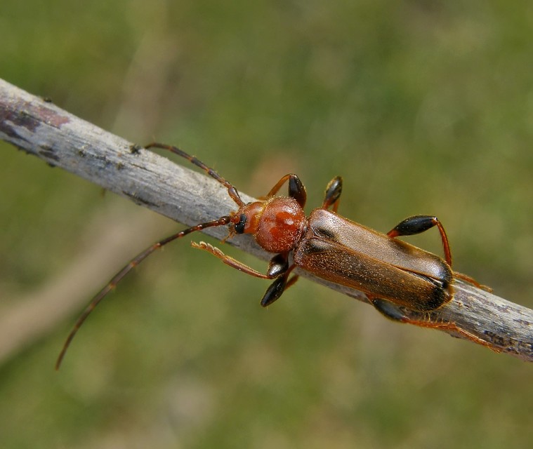 Phymatodes testaceus - változékony korongcincér Phymatodes testaceus - változékony korongcincér