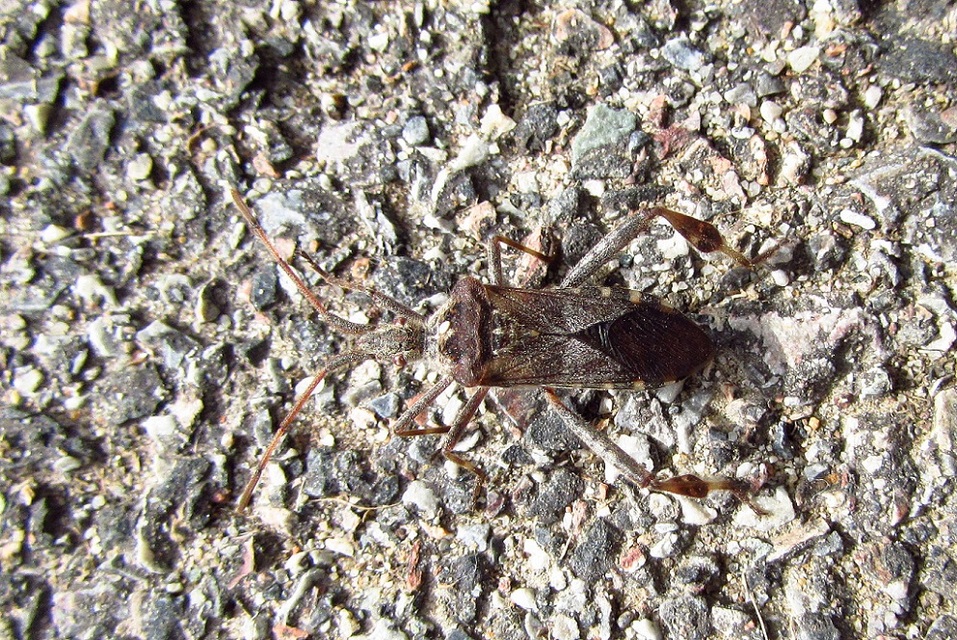 Leptoglossus occidentalis - nyugati levéllábú poloska