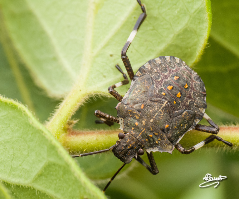 halyomorpha halys - Halyomorpha halys