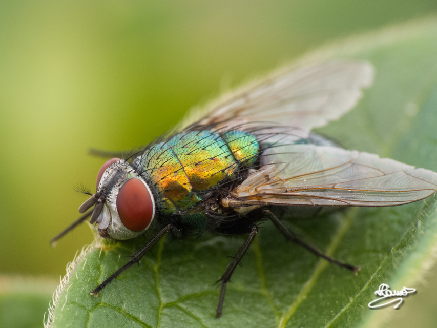 Lucilia sericata - selymes döglégy