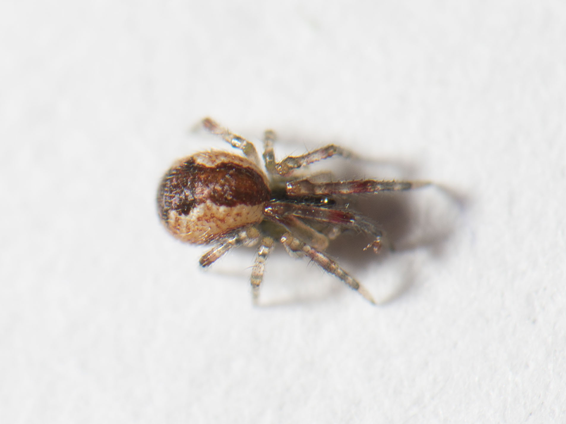 Anelosimus vittatus