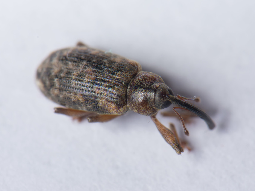Dorytomus schoenherri - sertegalléros hangormányos