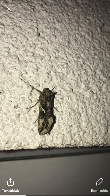 Autographa gamma - gammalepke