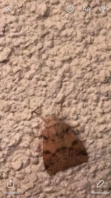 Cirrhia ocellaris - fakó sárgabagoly