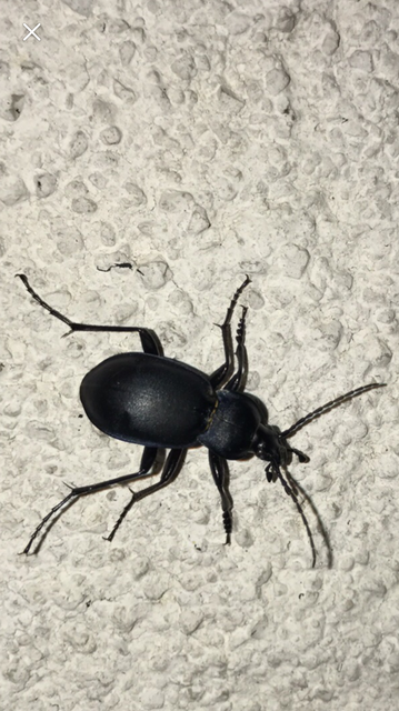 Carabus convexus - selymes futrinka Carabus convexus - selymes futrinka