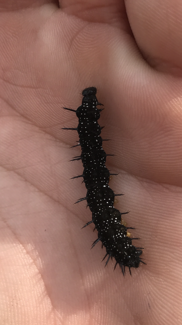 Nymphalis io - nappali pávaszem