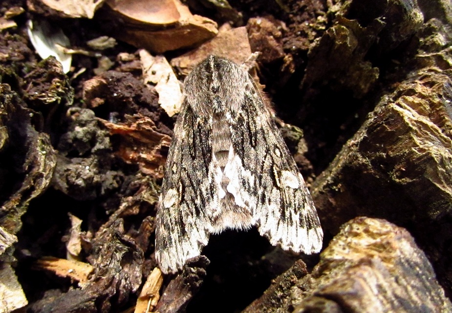 Brachionycha nubeculosa - zömök fésűsbagoly