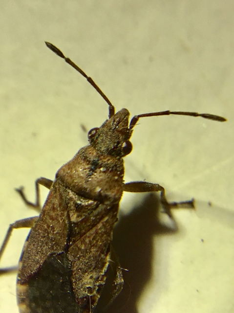 Orsillus depressus - tuja-fényesbodobács