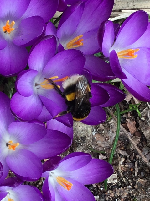 Bombus terrestris/lucorum