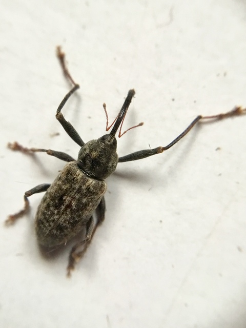 Dorytomus longimanus - kétalakú hangormányos