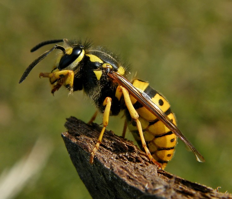 Vespula germanica - német darázs