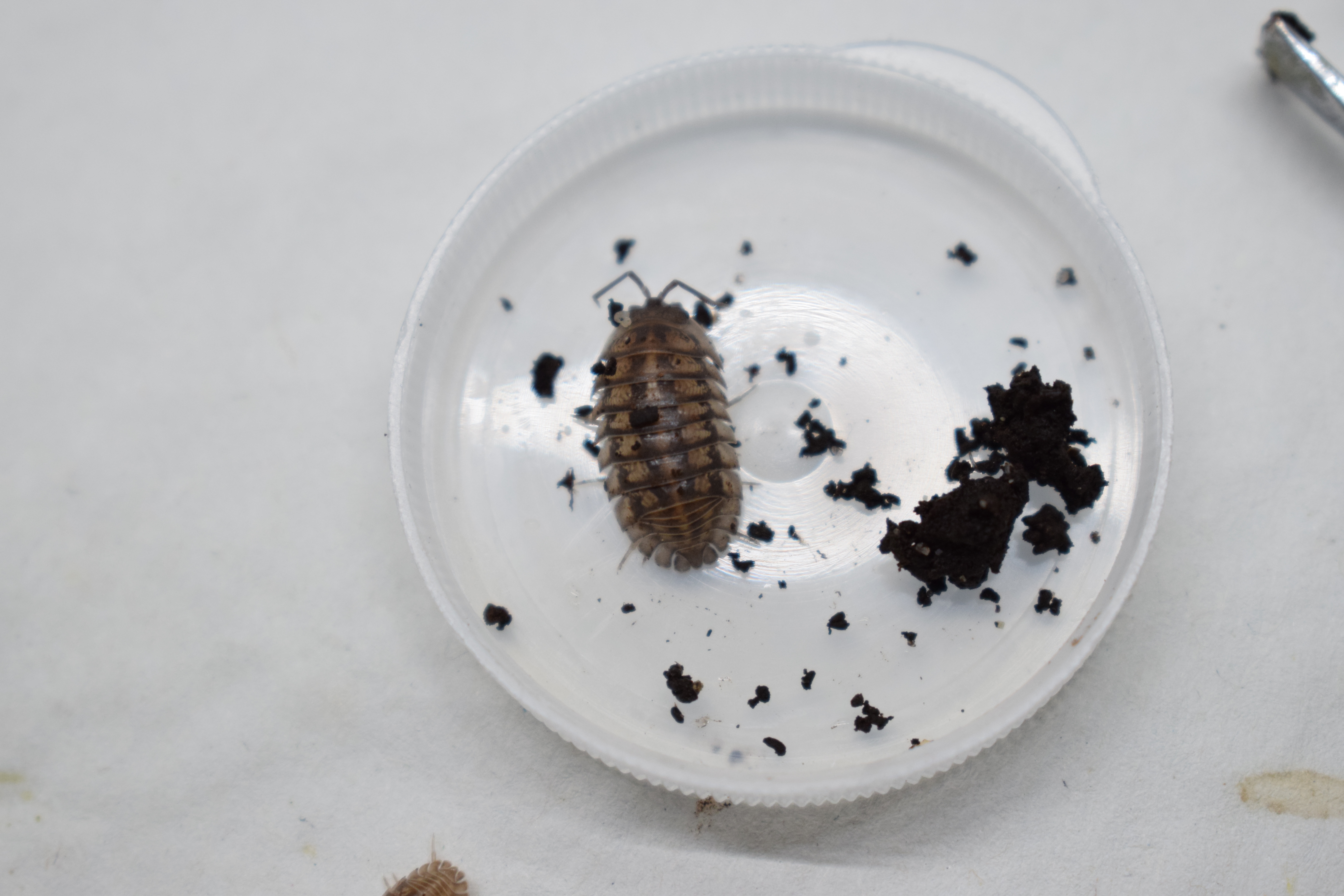 Armadillidium nasatum - üvegházi gömbászka