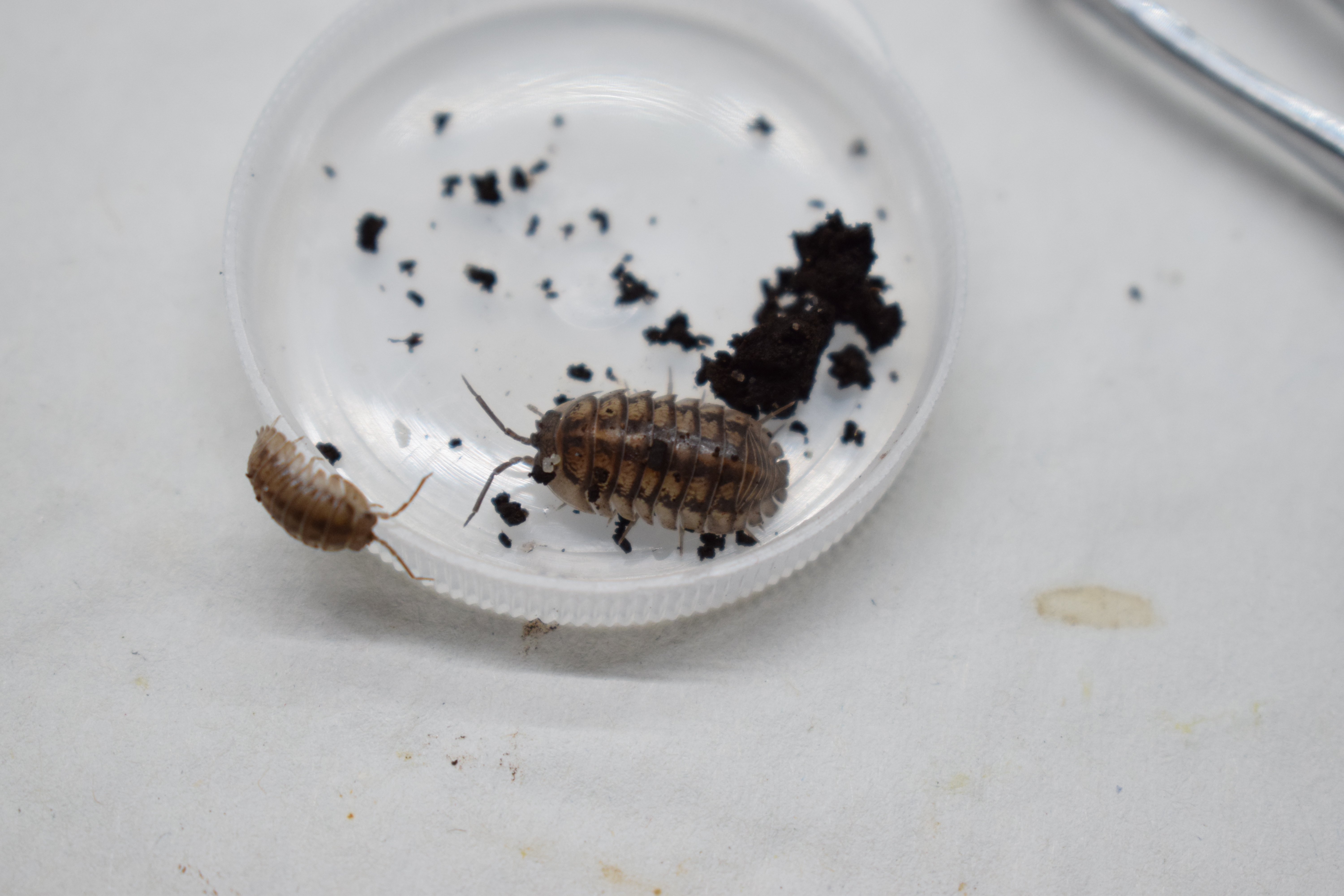 Armadillidium nasatum - üvegházi gömbászka