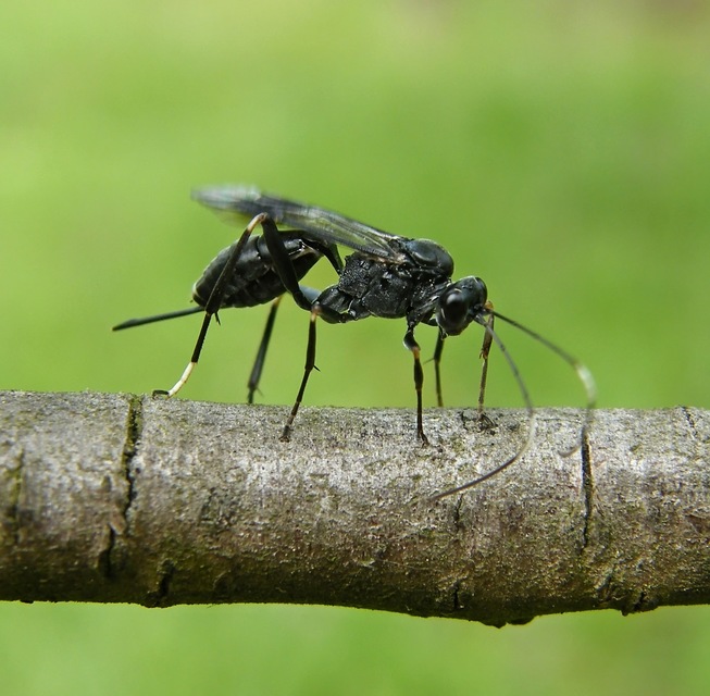 Xylophrurus
