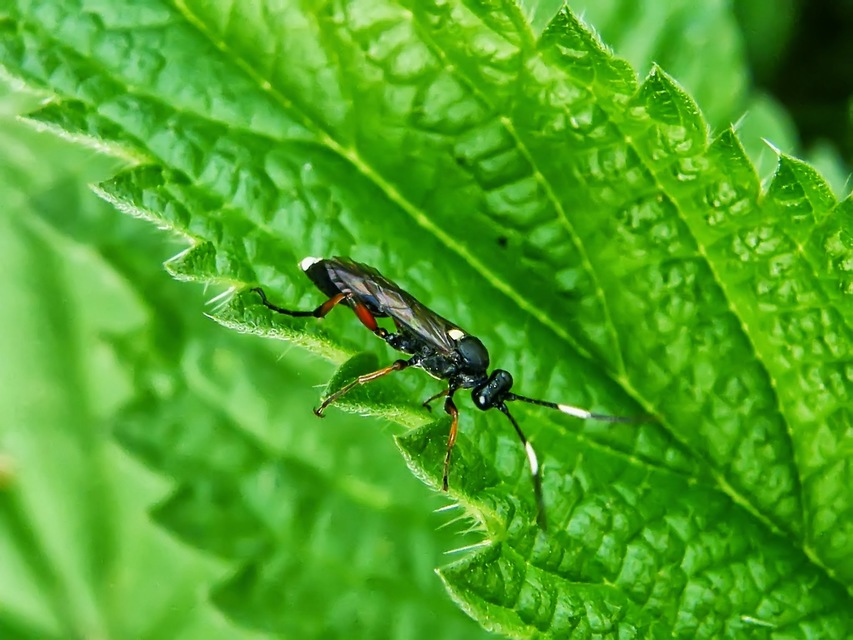 Ichneumoninae