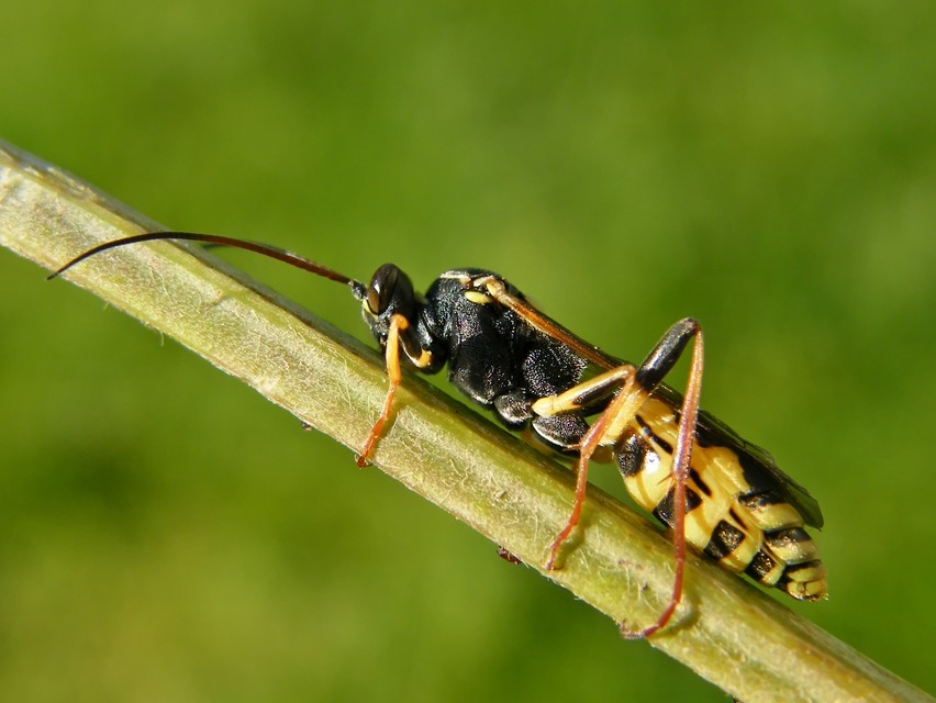 Ichneumoninae