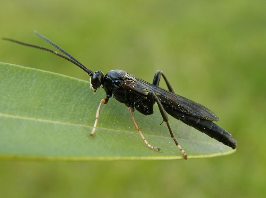 Ichneumoninae