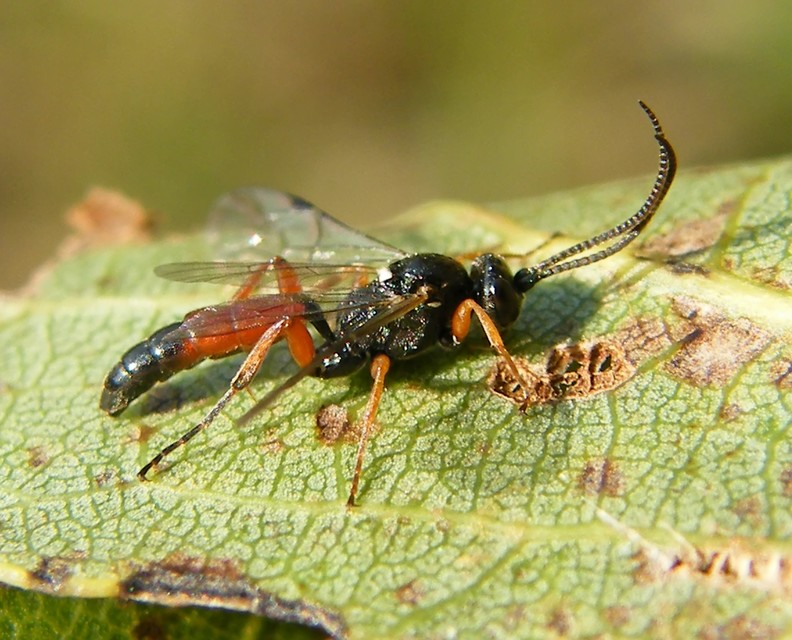 Ichneumoninae