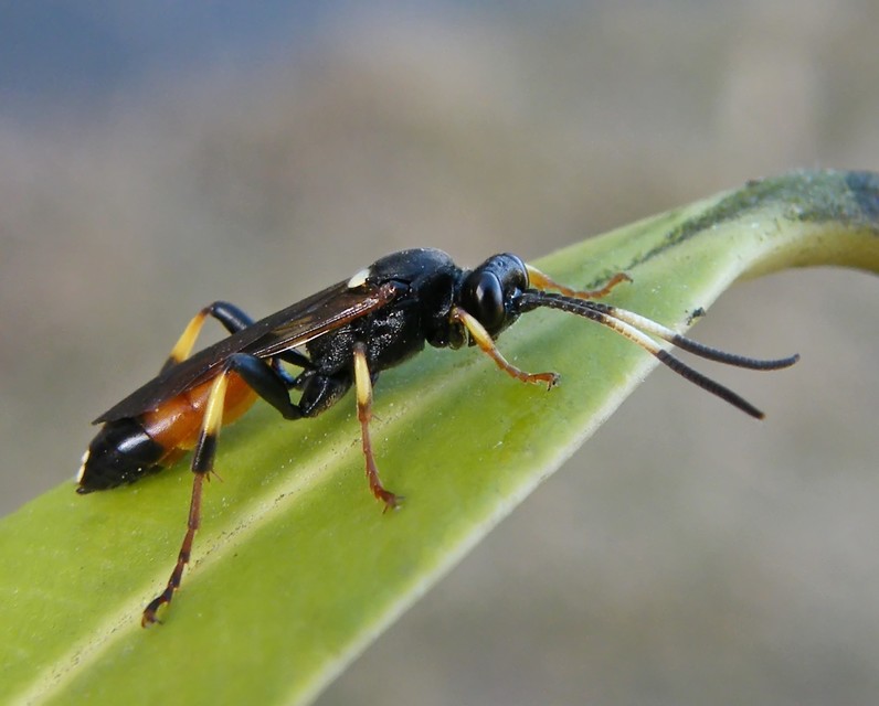 Ichneumoninae