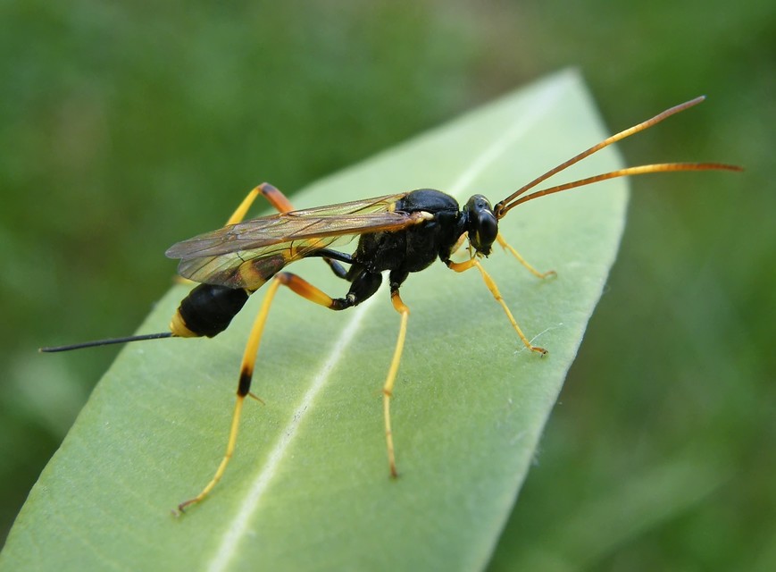 Cryptinae