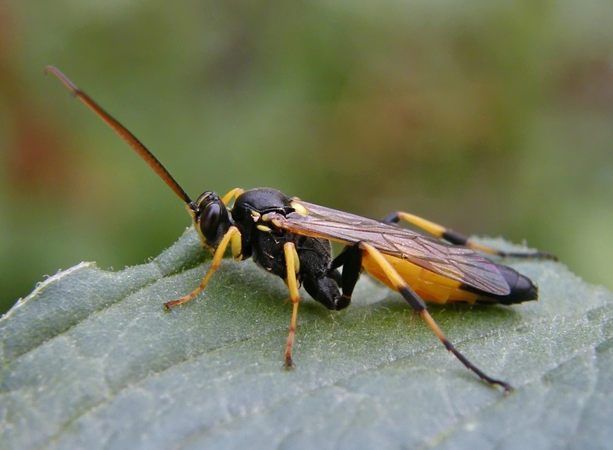 Ichneumoninae