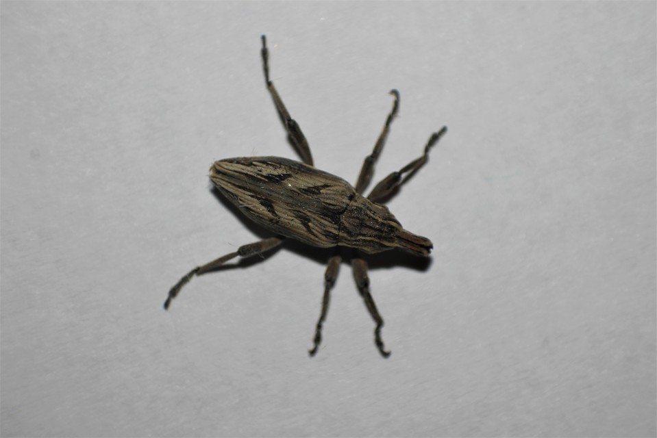 Coniocleonus nigrosuturatus - nyíljegyes barkó