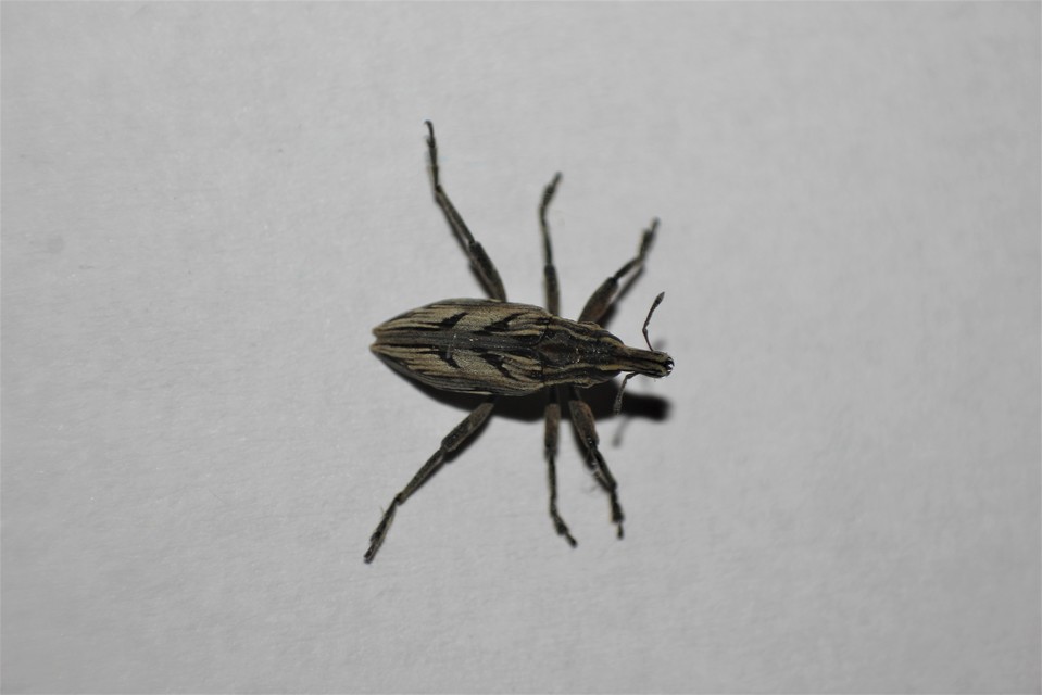 Coniocleonus nigrosuturatus - nyíljegyes barkó