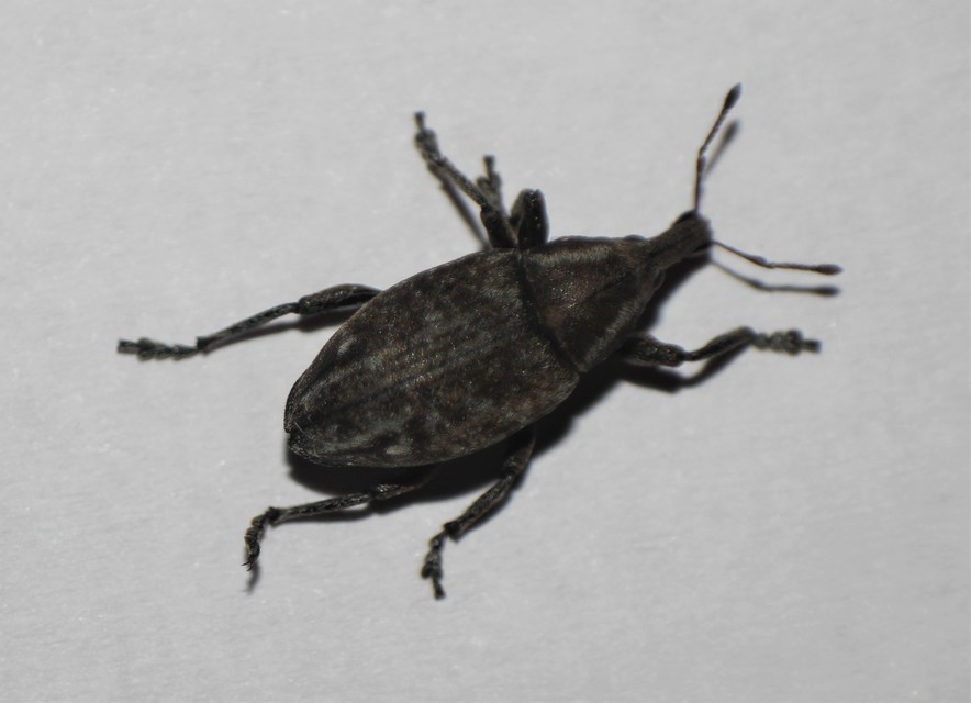 Lepyrus capucinus - pettyes fűzormányos