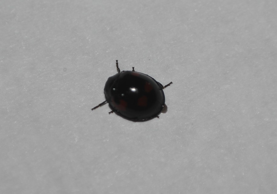 Exochomus quadripustulatus - négyfoltos szerecsenkata