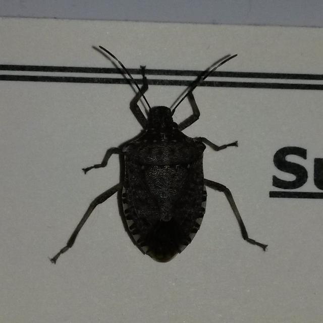 Halyomorpha halys - ázsiai márványospoloska