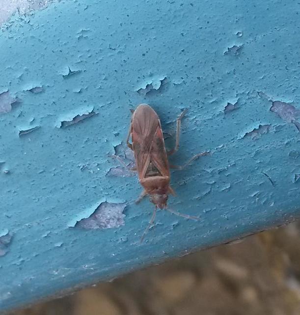 Arocatus longiceps - platánbodobács