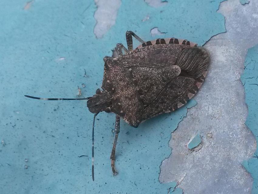 Halyomorpha halys - ázsiai márványospoloska