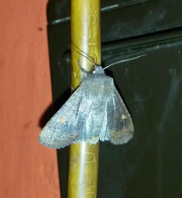 Eupsilia transversa - holdacskás télibagoly