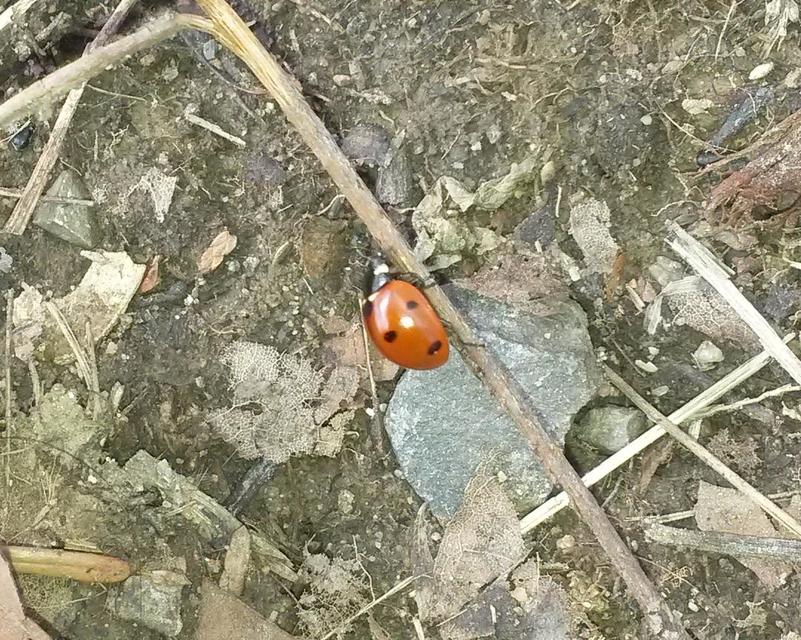 Coccinella septempunctata - hétpettyes katica