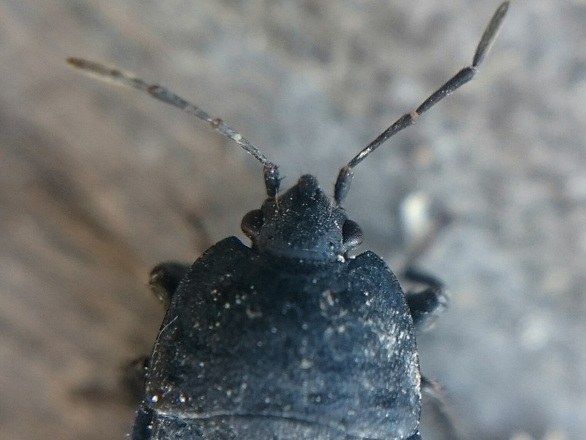 Aellopus atratus - cigánybodobács