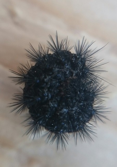 Spiris striata - csíkos molyszövő