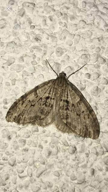 Trichopteryx polycommata - kőrisfa-lebenyesaraszoló
