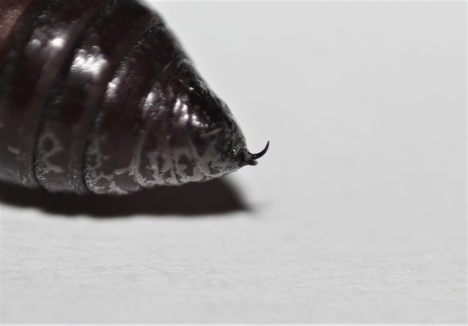 Orthosia cruda - kis barkabagoly