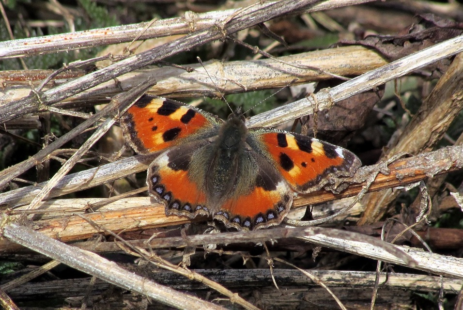 Nymphalis urticae - kis rókalepke