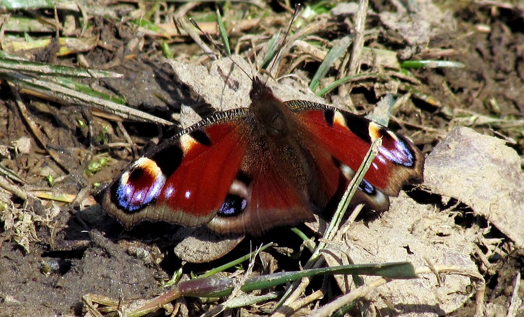 Nymphalis io - nappali pávaszem