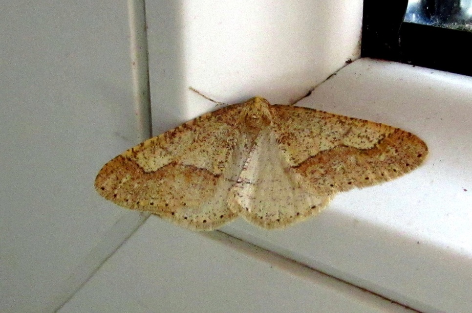 Agriopis marginaria - sárgás téliaraszoló