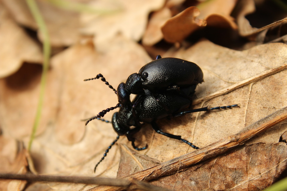 Meloe proscarabaeus - közönséges nünüke